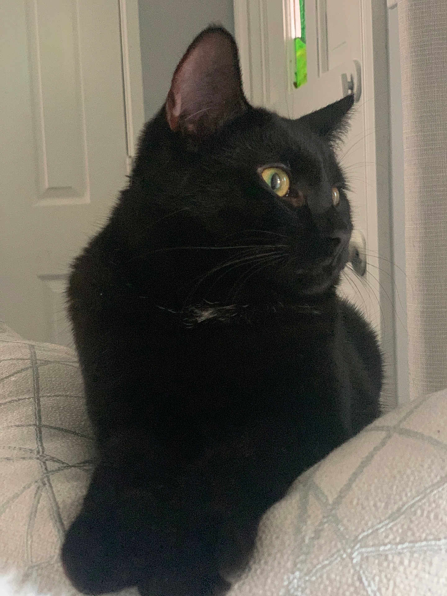 Cookie is registered to the contest to win money with this photo: black_cat, cat, pet, feline, indoor, closeup, whiskers, yellow_eyes, ears, fur, sitting, relaxed, couch, upholstery, cushion, portrait, door, window, curtain, nose