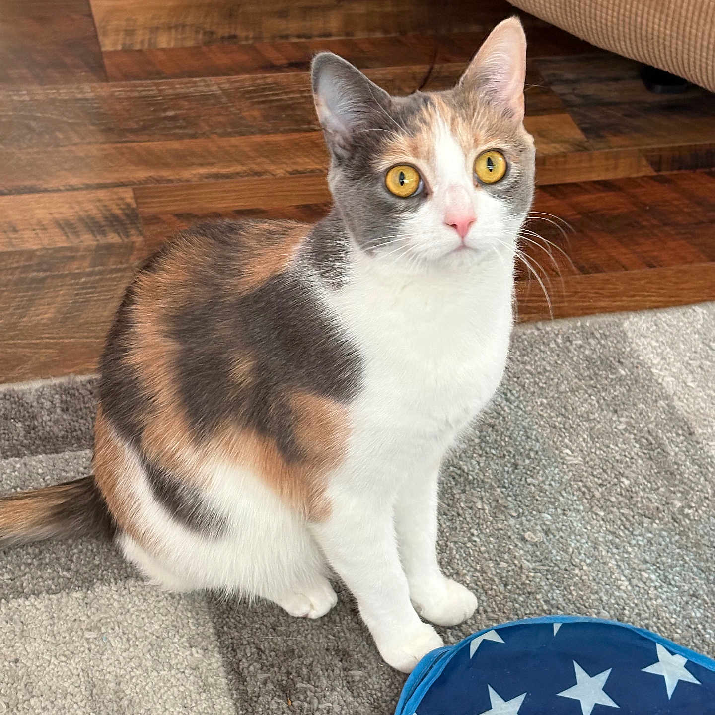 Luna joined the competition — help win amazing prizes! animal, blue, calico, carpet, cat, couch, curious, domestic_animal, ears, eyes, feline, floor, fur, indoor, pet, sitting, star_pattern, toy, whiskers, wood_floor