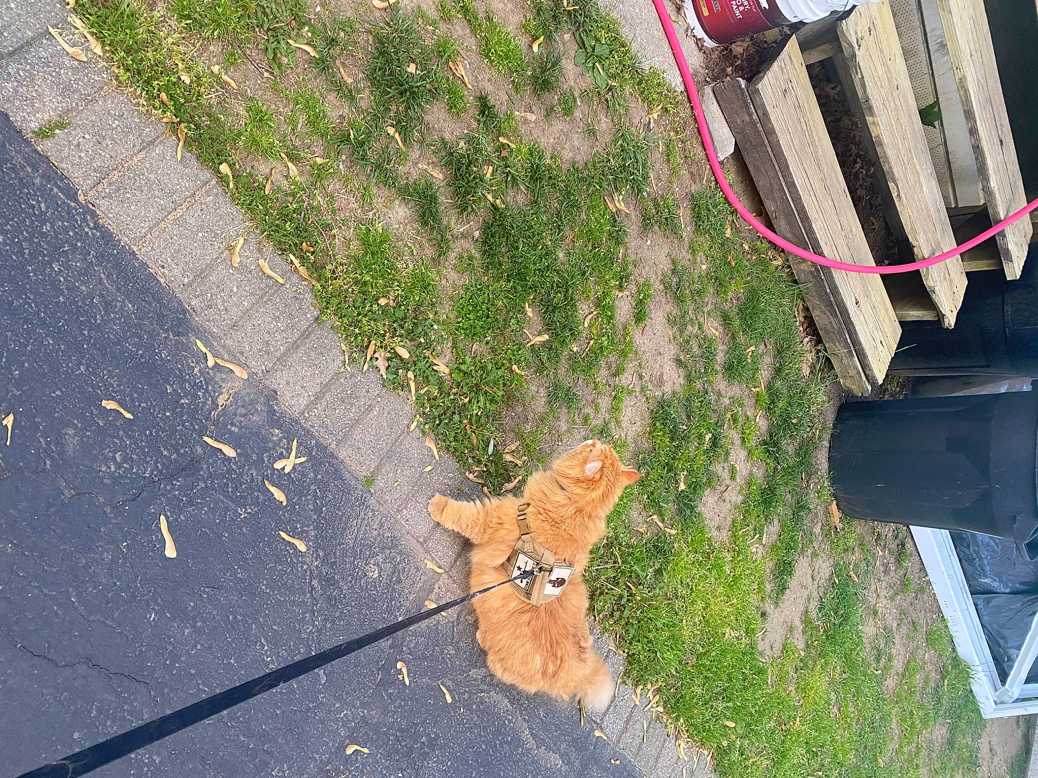 Simba joined the competition — help win amazing prizes! asphalt, concrete, felidae, flagstone, flooring, grass, landscape, plant, road, road_surface, shadow, sidewalk, small_to_medium_sized_cats, soil, tail, tar, tints_and_shades, tree, wall, wood