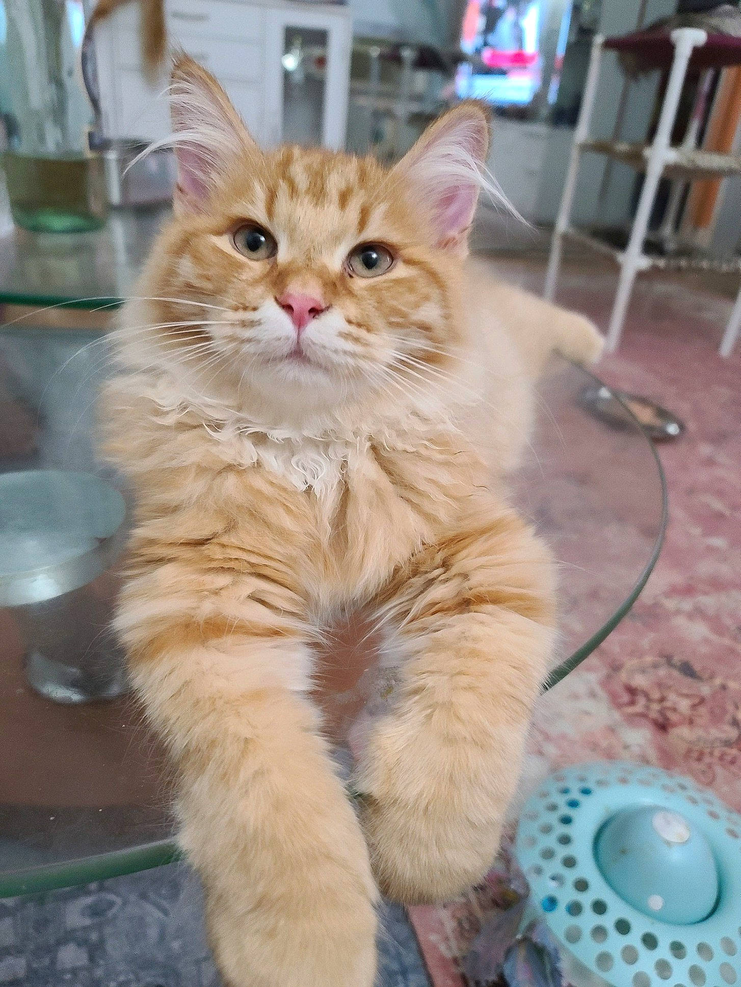 Simba joined the competition — help win amazing prizes! box, british_longhair, carnivore, cat, claw, domestic_short_haired_cat, fawn, felidae, fur, paw, sitting, small_to_medium_sized_cats, snout, tail, whiskers, window