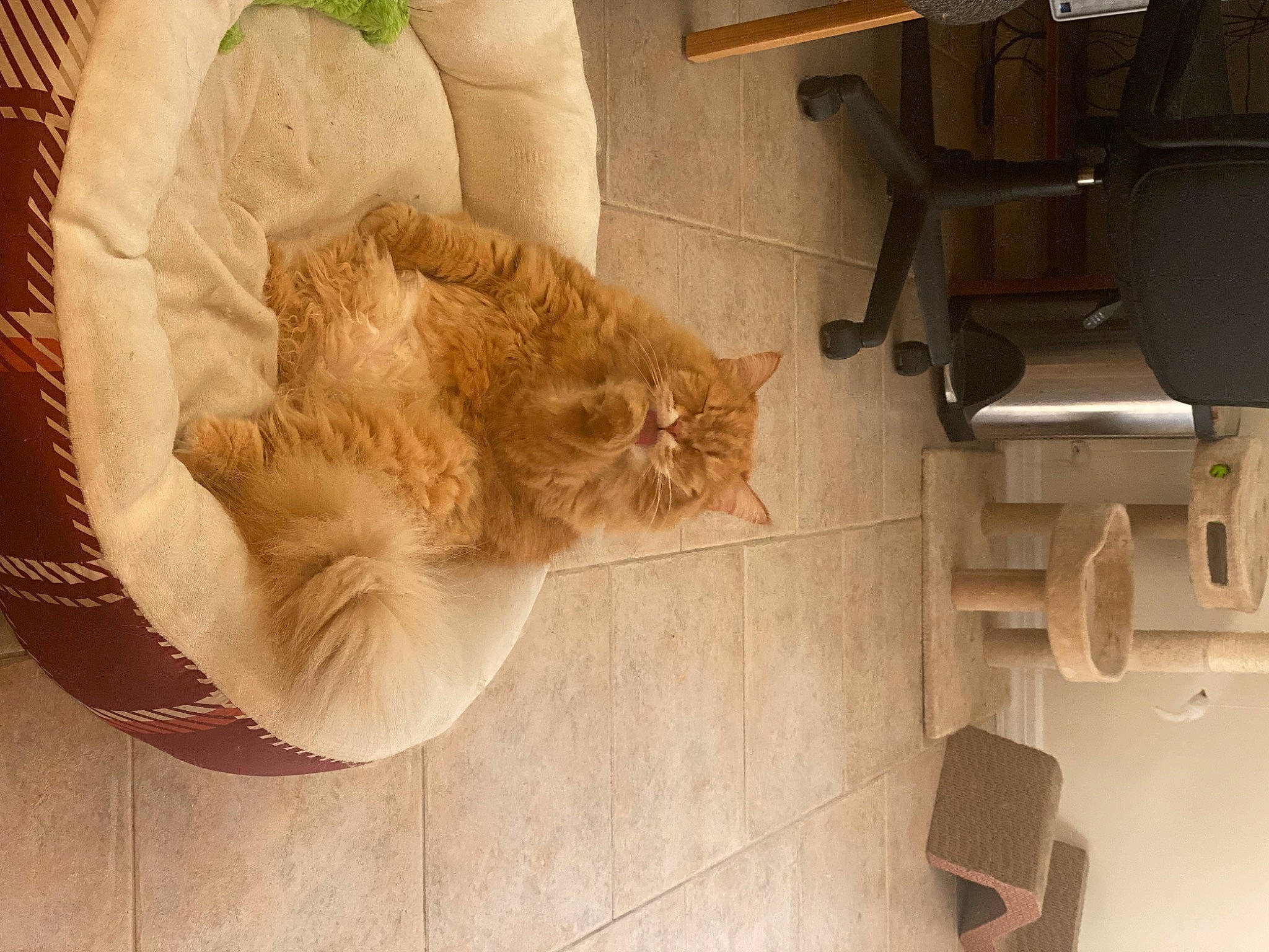 Simba is registered to the contest to win money with this photo: carnivore, cat, chair, comfort, companion_dog, couch, domestic_short_haired_cat, fawn, felidae, flooring, fur, furniture, hardwood, room, small_to_medium_sized_cats, snout, tail, whiskers, window, wood