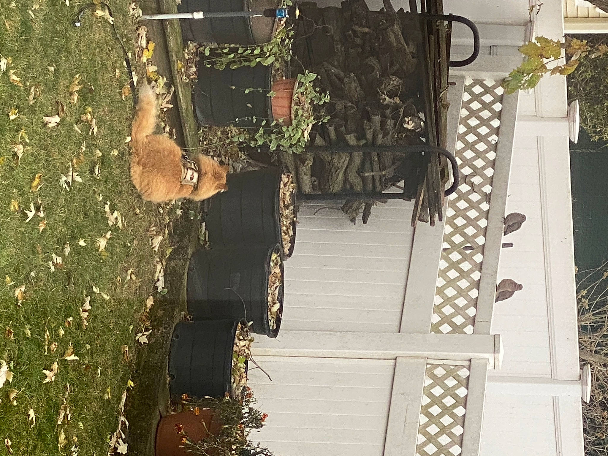 Simba joined the competition — help win amazing prizes! building, facade, flooring, font, home_door, house, metal, plant, reflection, road_surface, room, shadow, street_light, tints_and_shades, tree, urban_design, wood