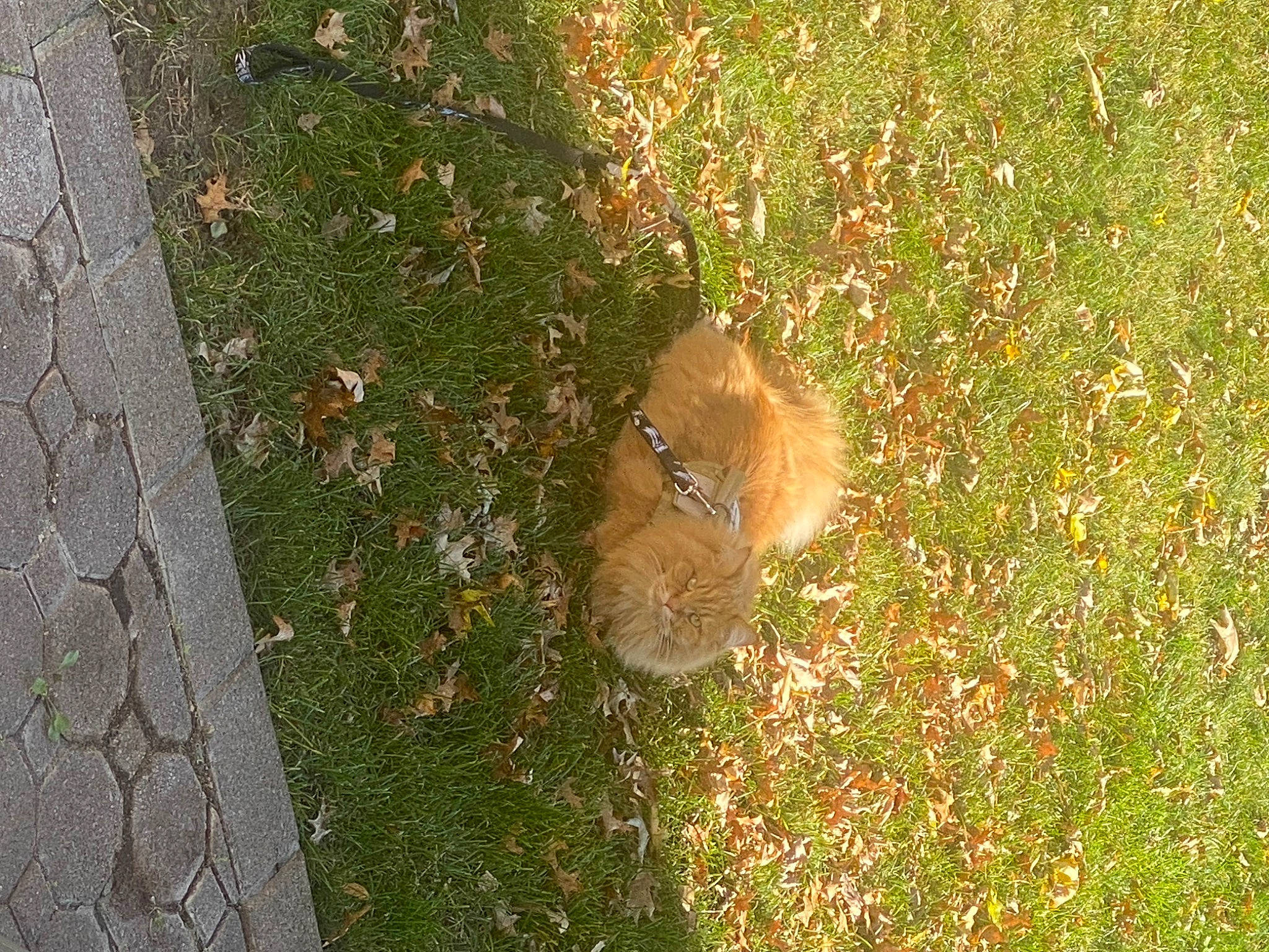 Simba is registered to the contest to win money with this photo: asphalt, carnivore, felidae, flagstone, flooring, fur, grass, grass_family, groundcover, plant, road_surface, rodent, shadow, sidewalk, soil, squirrel, tail, tar, tree, whiskers