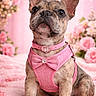 dog, puppy, french_bulldog, pink_harness, pink_collar, bow, brindle, flower_background, pink_flowers, pet, cute, portrait, sitting, indoor, close_up, adorable, small_dog, floral, soft_texture, decorative