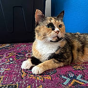 Angie is registered to the contest to win money with this photo: cat, calico, pet, animal, fur, whiskers, ears, paws, indoor, rug, patterned_rug, colorful, blue_wall, resting, looking_away, domestic_cat, feline, closeup, cute, calm