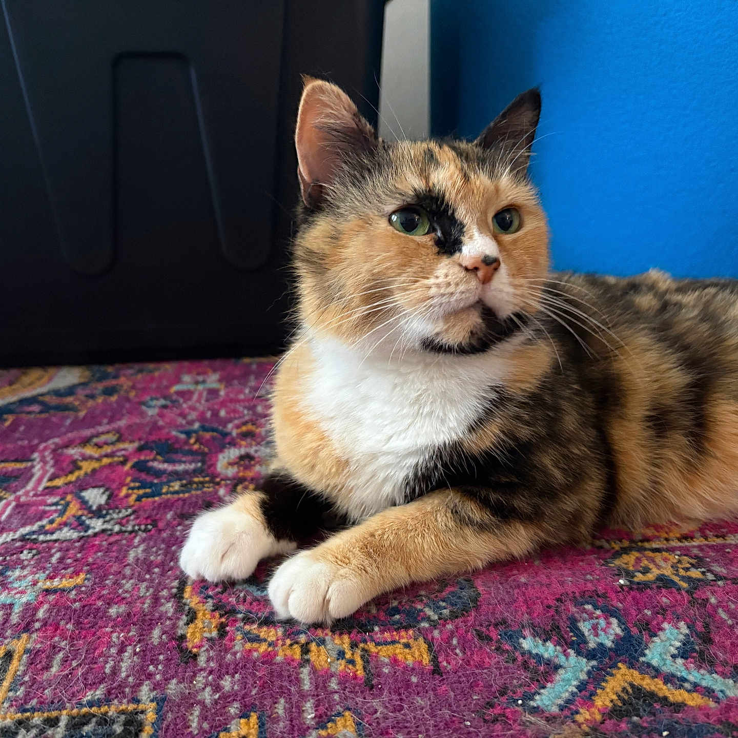 Angie is registered to the contest to win money with this photo: cat, calico, pet, animal, fur, whiskers, ears, paws, indoor, rug, patterned_rug, colorful, blue_wall, resting, looking_away, domestic_cat, feline, closeup, cute, calm