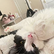 Panda joined the competition — help win amazing prizes! cat, black_and_white, fluffy, pet, indoor, lying_down, upside_down, pink_nose, curious_eyes, cozy, blanket, feline, whiskers, cute, animal, relaxed, soft, fur, home, resting