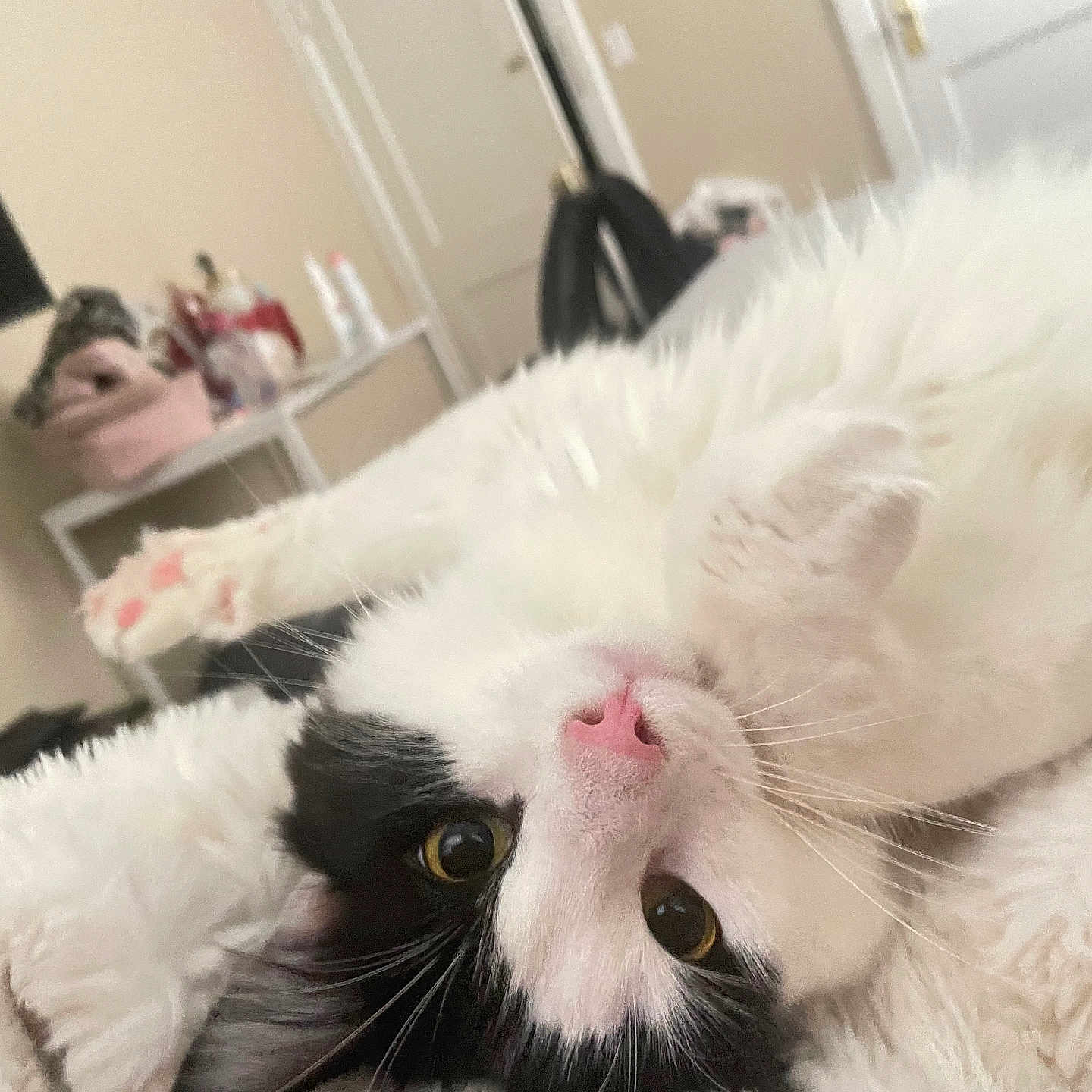 Panda joined the competition — help win amazing prizes! cat, black_and_white, fluffy, pet, indoor, lying_down, upside_down, pink_nose, curious_eyes, cozy, blanket, feline, whiskers, cute, animal, relaxed, soft, fur, home, resting