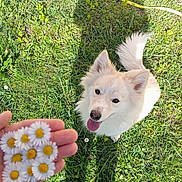 Buckie a rejoint le concours — aidez-le/la à gagner de superbes lots ! anemone, animal, canine, daisy, dog, eskimodog, face, flower, grass, head, herbal, herbs, person, pet, petal, photography, plant, portrait, puppy, whitedog
