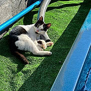 Minanou participe au concours pour gagner de l'argent avec cette photo : animal, artificial_grass, black_and_white, cat, closeup, curious, daylight, feline, nature, outdoor, paw, pet, pipe, playful, relaxed, resting, shadow, sunlight, texture, whiskers