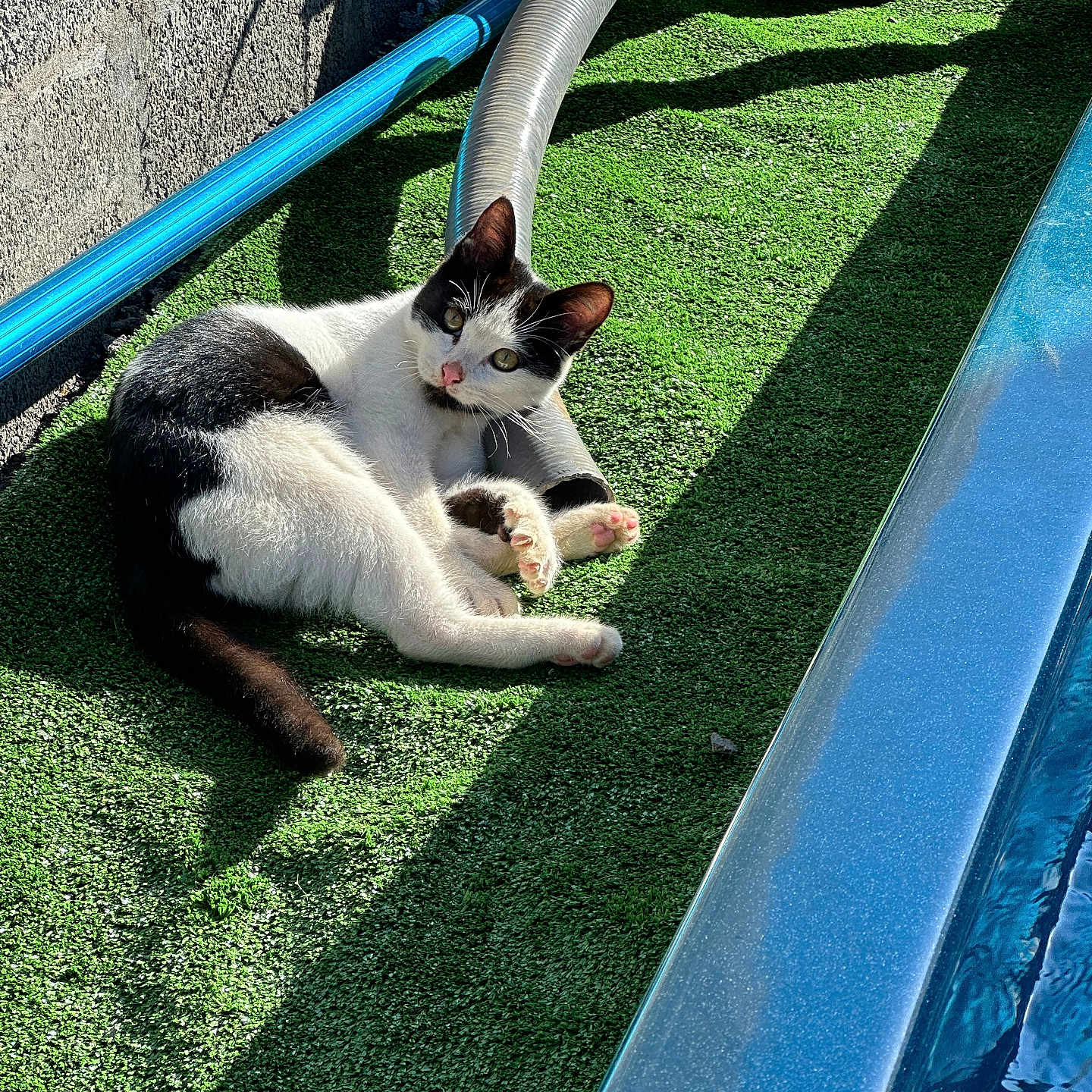 Minanou participe au concours pour gagner de l'argent avec cette photo : animal, artificial_grass, black_and_white, cat, closeup, curious, daylight, feline, nature, outdoor, paw, pet, pipe, playful, relaxed, resting, shadow, sunlight, texture, whiskers