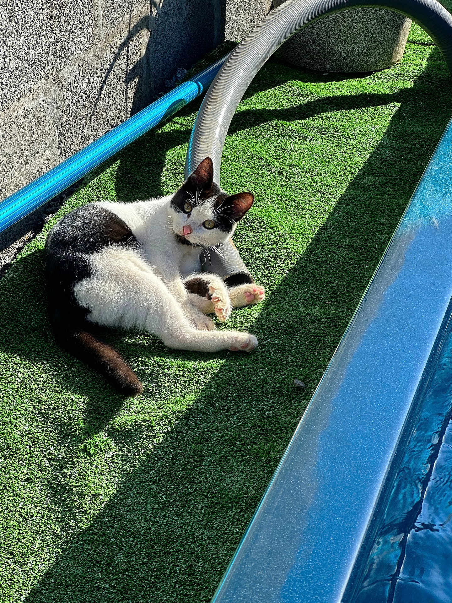Minanou participe au concours pour gagner de l'argent avec cette photo : animal, artificial_grass, black_and_white, cat, closeup, curious, daylight, feline, nature, outdoor, paw, pet, pipe, playful, relaxed, resting, shadow, sunlight, texture, whiskers