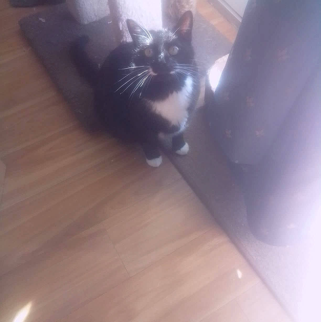 Rocky joined the competition — help win amazing prizes! animal, black_and_white, black_fur, carpet, cat, cozy, curtain, domestic_animal, feline, floor, household, indoor, looking_up, pet, shadow, sitting, soft_light, whiskers, white_paws, wooden_floor