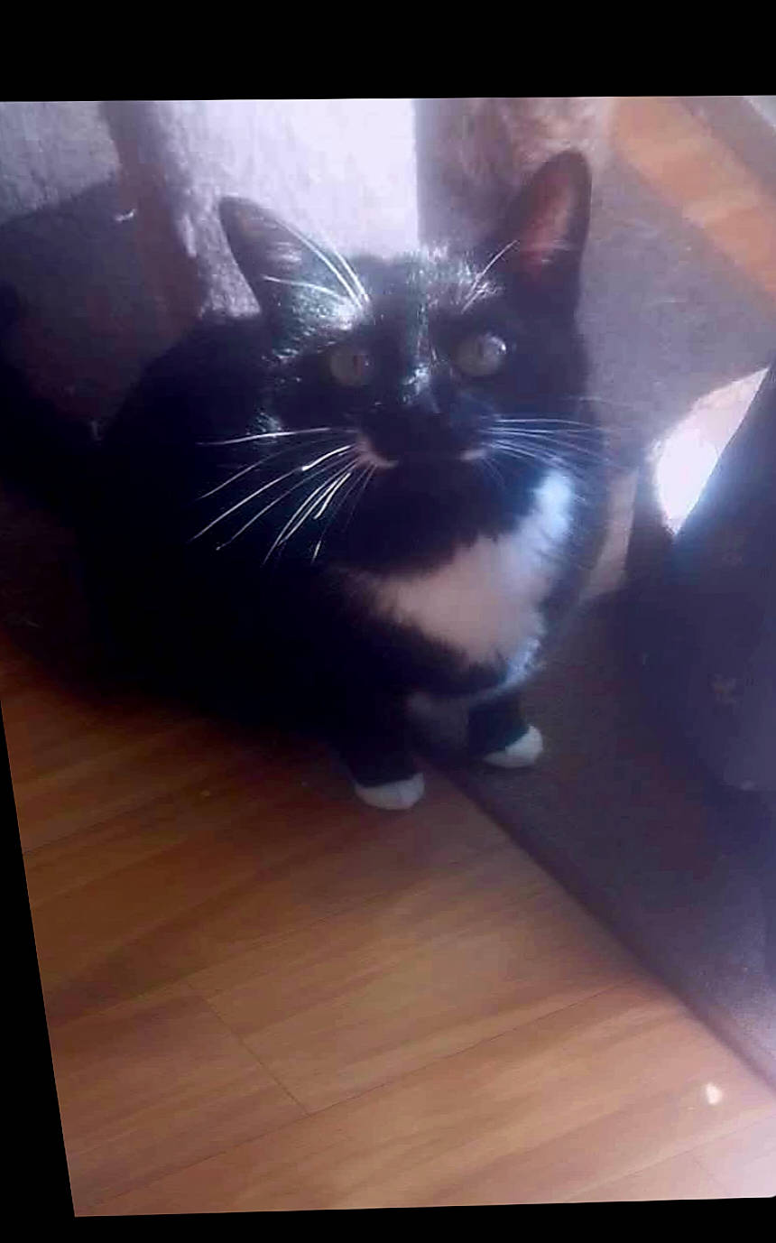 Rocky joined the competition — help win amazing prizes! animal, black_and_white, carpet, cat, companion, cute, domestic, ears, eyes, feline, floor, fur, indoor, light, pet, quiet, shadow, sitting, whiskers, wooden_floor