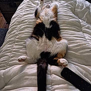 Zucca a rejoint le concours — aidez-le/la à gagner de superbes lots ! accessories, animal, bed, bedroom, blanket, cat, computer, couch, electronics, furniture, hardwood, indoors, kitten, laptop, manx, pc, pet, plate, room, wood