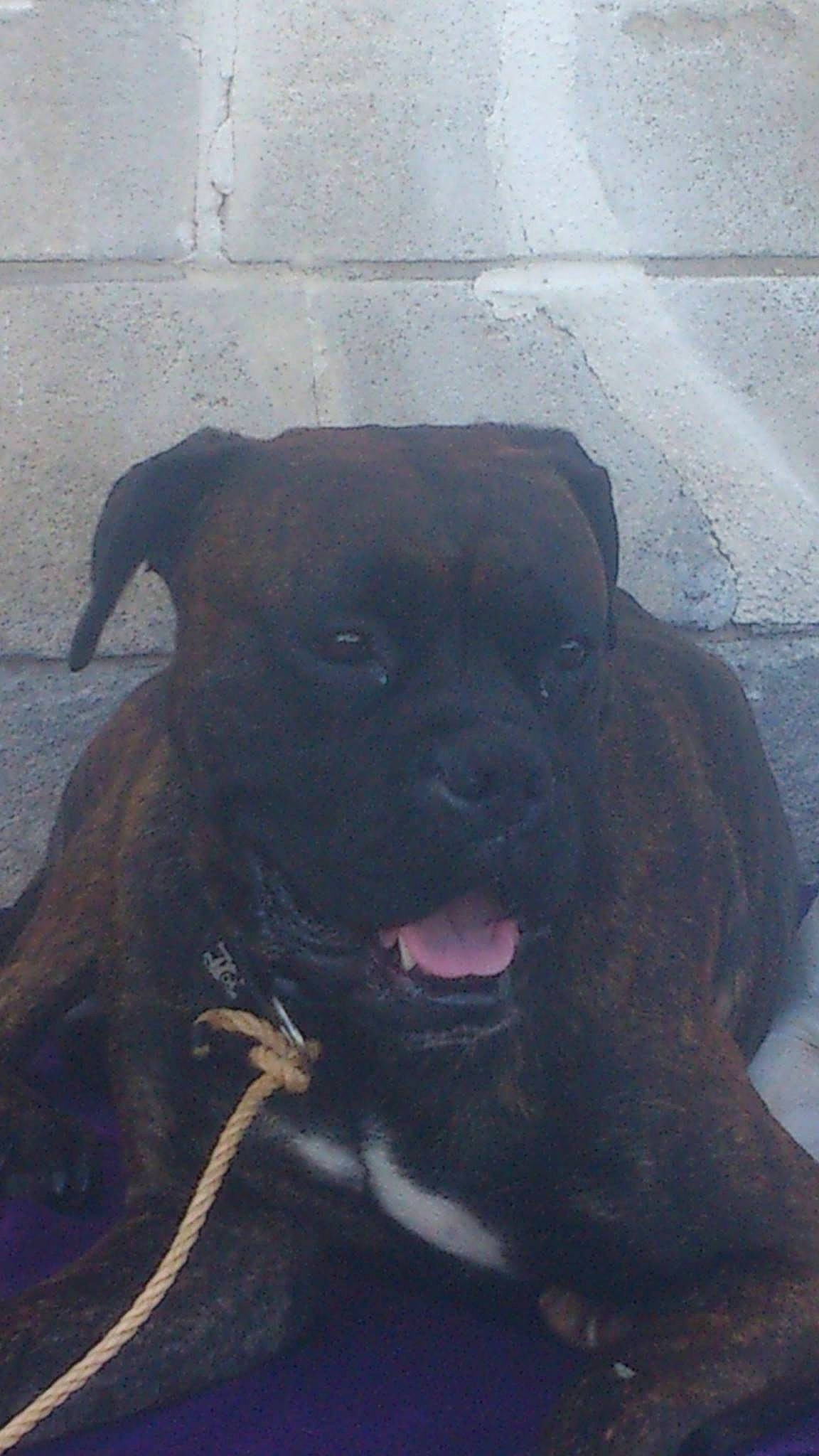 Alphonse participe au concours pour gagner de l'argent avec cette photo : alaunt, american_pit_bull_terrier, bandog, canidae, carnivore, dog, dog_breed, fawn, mammal, molosser, snout, sporting_group, staffordshire_bull_terrier, vertebrate