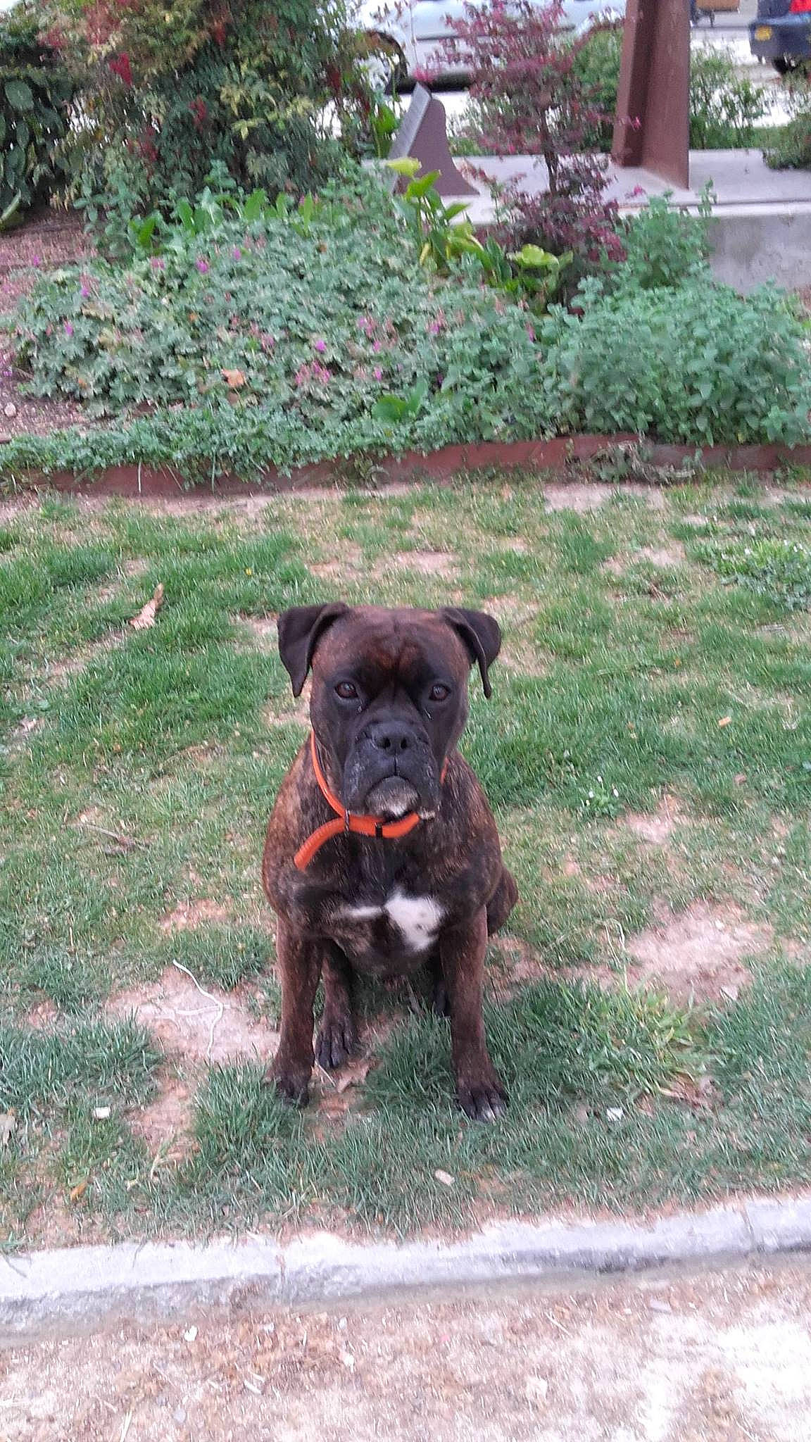 Alphonse a rejoint le concours — aidez-le/la à gagner de superbes lots ! alaunt, american_pit_bull_terrier, bandog, cane_corso, canidae, carnivore, dog, dog_breed, fawn, guard_dog, mammal, patterdale_terrier, rare_breed_dog, sporting_group, staffordshire_bull_terrier, vertebrate