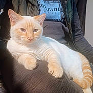 Johnny is registered to the contest to win money with this photo: cat, cream_cat, orange_cat, pet, animal, feline, relaxed, indoor, person, lap, casual_clothing, sitting, fur, whiskers, tail, paw, soft_light, comfort, closeup, domestic_animal