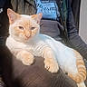 cat, cream_cat, orange_cat, pet, animal, feline, relaxed, indoor, person, lap, casual_clothing, sitting, fur, whiskers, tail, paw, soft_light, comfort, closeup, domestic_animal