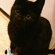 Booboo is registered to the contest to win money with this photo: black_cat, kitten, pet, indoor, toy, curious, furry, animal, cute, small, floor, domestic, whiskers, ears, eyes, playful, young, fur, feline, companion