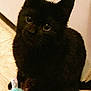 black_cat, kitten, pet, indoor, toy, curious, furry, animal, cute, small, floor, domestic, whiskers, ears, eyes, playful, young, fur, feline, companion