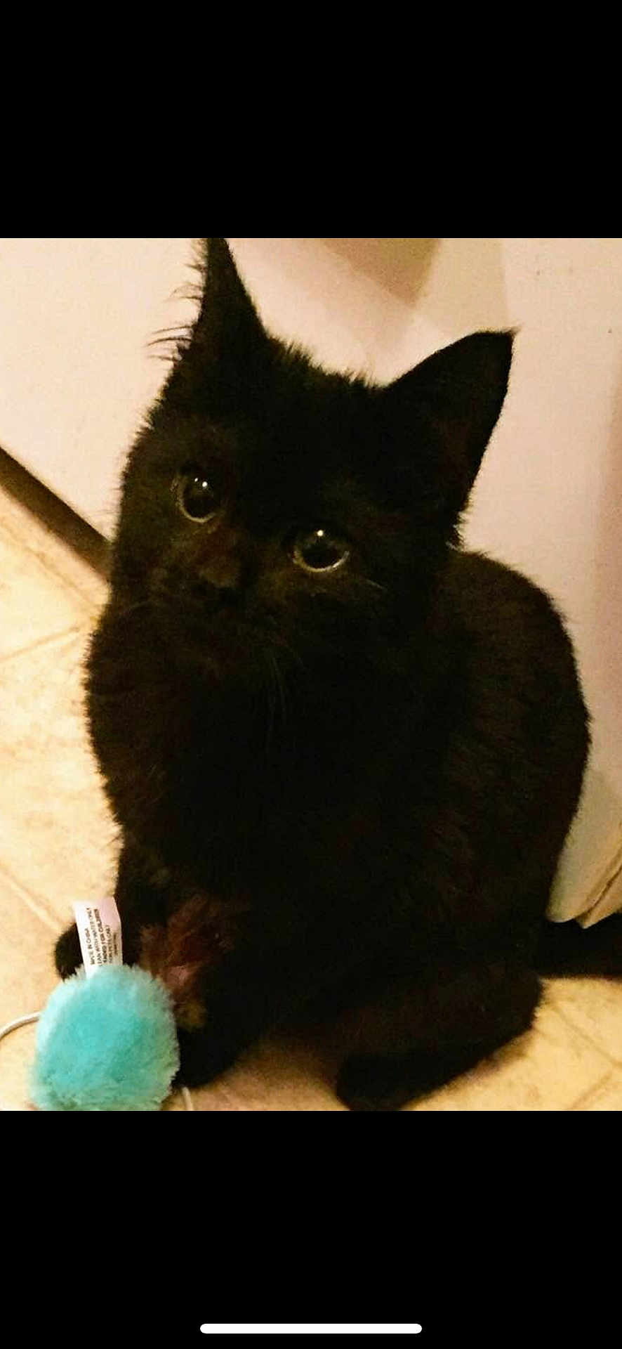 Booboo is registered to the contest to win money with this photo: black_cat, kitten, pet, indoor, toy, curious, furry, animal, cute, small, floor, domestic, whiskers, ears, eyes, playful, young, fur, feline, companion