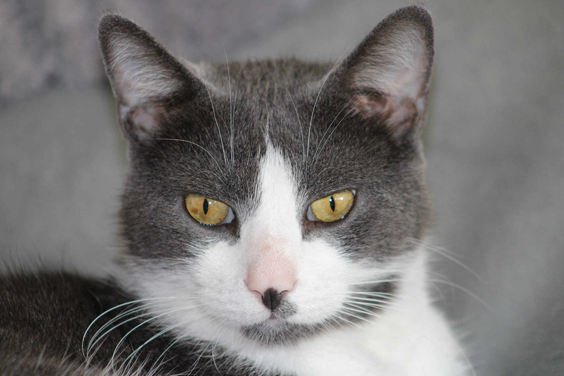 Anakin participe au concours pour gagner de l'argent avec cette photo : cat, close_up, gray, white, yellow_eyes, whiskers, fur, pet, animal, face, ears, nose, portrait, feline, indoor, cute, mammal, domestic, eyes, focused