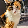 Yui participe au concours pour gagner de l'argent avec cette photo : cat, calico_cat, pet, animal, portrait, close_up, green_eyes, whiskers, ears, fur, orange_fur, black_fur, white_fur, tricolor, indoor, home, musical_instrument, piano, sitting, looking_at_camera