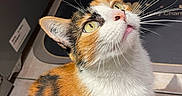 Yui a rejoint le concours — aidez-le/la à gagner de superbes lots ! cat, calico_cat, pet, animal, feline, close_up, portrait, whiskers, green_eyes, pink_nose, tongue, white_fur, orange_fur, black_fur, sitting, indoors, window, tile_floor, looking_up, cute