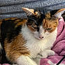 Yui a rejoint le concours — aidez-le/la à gagner de superbes lots ! cat, calico_cat, feline, pet, animal, sleepy, relaxed, close_up, portrait, whiskers, ears, paws, fur, tricolor, orange, black, white, pink_blanket, cozy, indoors