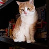 cat, orange_cat, white_cat, pet, animal, feline, sitting, portrait, whiskers, green_eyes, ears, paws, fur, shelf, pantry, groceries, food, bottles, indoor, cute