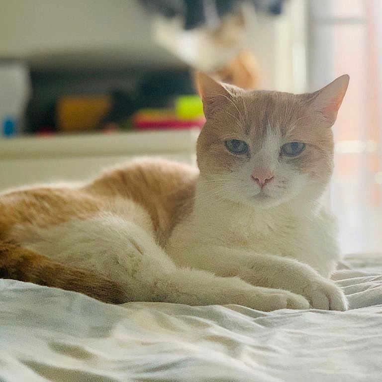 Kyo