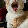 cat, orange_cat, white_cat, fluffy, yawning, open_mouth, teeth, fangs, tongue, whiskers, eyes_closed, pet, animal, indoors, red_chair, sitting, fur, portrait, close_up, funny
