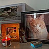 cat, cats, animal, pet, feline, portrait, photograph, framed_picture, memorial, candle, flame, shelf, indoor, home_decor, wall, decoration, orange_cat, gray_cat, still_life, family