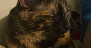 Yada participe au concours pour gagner de l'argent avec cette photo : cat, tortoiseshell, sleeping, sleepy, sitting, pet, feline, animal, fur, whiskers, ears, indoors, cozy, blanket, green, cuddly, portrait, closeup, relaxed, home