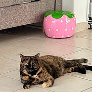 Yada a rejoint le concours — aidez-le/la à gagner de superbes lots ! cat, tortoiseshell_cat, pet, feline, lying_down, indoors, floor, tile, furniture, ottoman, strawberry, pink, green, living_room, home, relaxed, whiskers, ears, tail, portrait