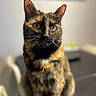 Yada participe au concours pour gagner de l'argent avec cette photo : cat, tortoiseshell, feline, pet, animal, portrait, close_up, sitting, indoors, whiskers, ears, eyes, fur, multicolored, brown, black, orange, sharp_focus, blurred_background, domestic