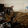 Yada a rejoint le concours — aidez-le/la à gagner de superbes lots ! cat, tortoiseshell_cat, feline, pet, sleepy, relaxed, lying_down, fur, whiskers, ears, eyes, blanket, soft_furnishings, indoors, bedroom, cozy, brown, black, orange, portrait