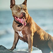 Betty participe au concours pour gagner de l'argent avec cette photo : dog, pitbull, tongue_out, rock, outdoor, sea, water, sunlight, muscular, brown_dog, animal, pet, canine, nature, daylight, happy, panting, standing, beach, coast