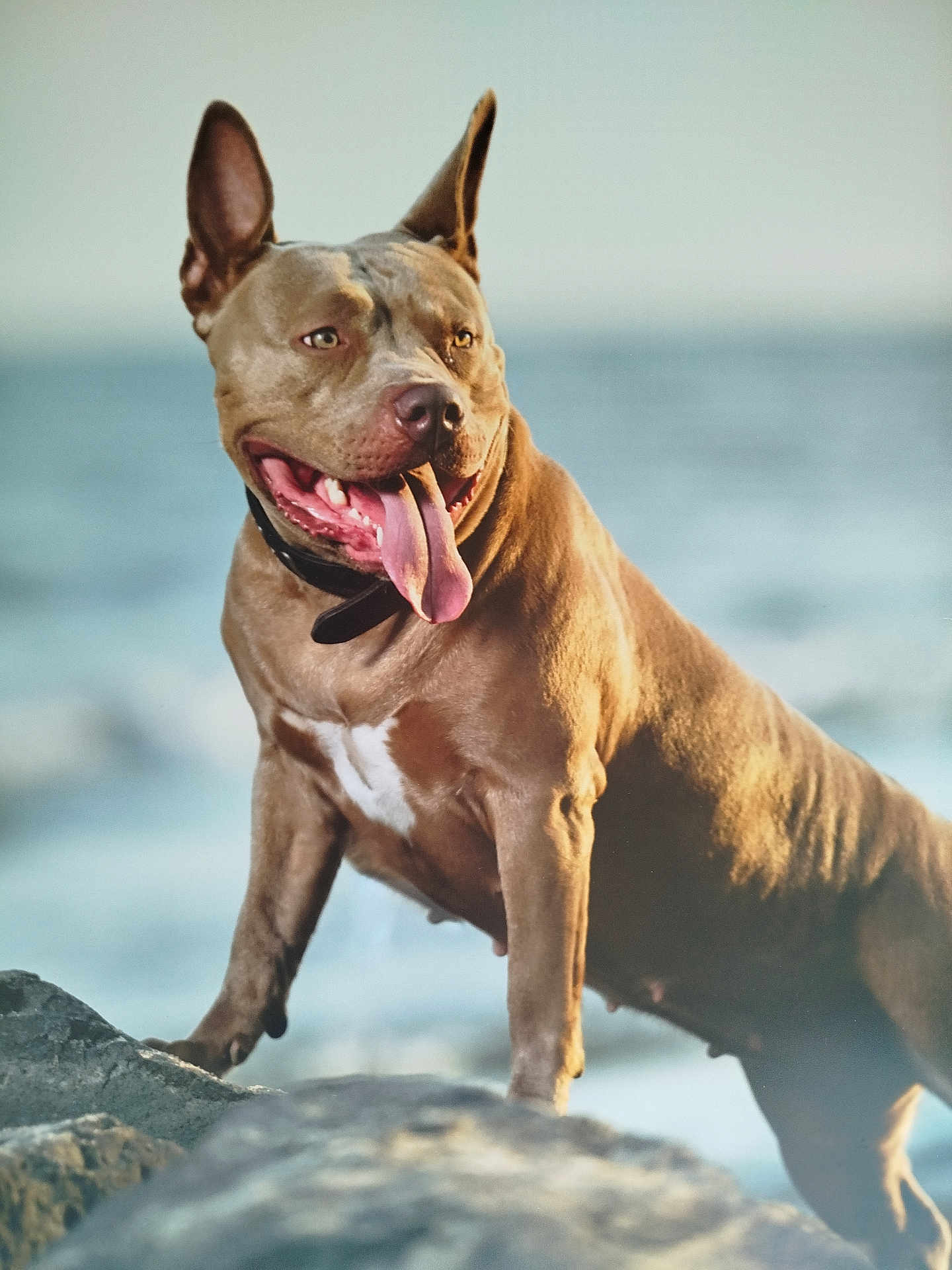 Betty participe au concours pour gagner de l'argent avec cette photo : dog, pitbull, tongue_out, rock, outdoor, sea, water, sunlight, muscular, brown_dog, animal, pet, canine, nature, daylight, happy, panting, standing, beach, coast
