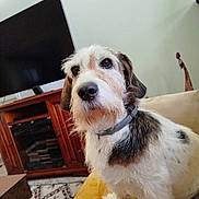 Iago a rejoint le concours — aidez-le/la à gagner de superbes lots ! dog, indoor, furniture, television, couch, carpet, brown, white, black, pet, collar, closeup, animal, living_room, cute, sitting, fur, domestic_animal, cozy, portrait