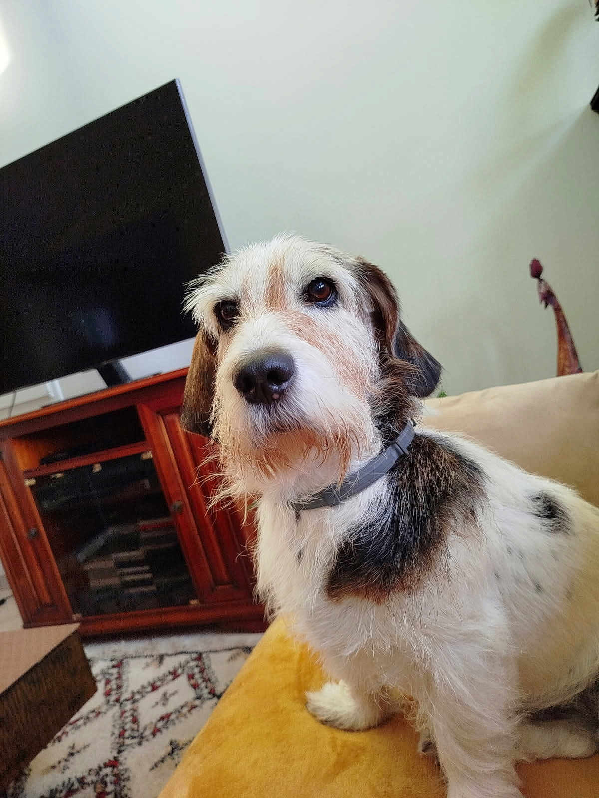 Iago a rejoint le concours — aidez-le/la à gagner de superbes lots ! dog, indoor, furniture, television, couch, carpet, brown, white, black, pet, collar, closeup, animal, living_room, cute, sitting, fur, domestic_animal, cozy, portrait