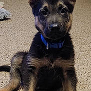 Duke joined the competition — help win amazing prizes! puppy, dog, german_shepherd, carpet, indoor, pet, young_dog, ears, brown, black, collar, floor, sitting, animal, cute, fur, domestic_animal, portrait, household, looking