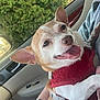 dog, pet, small_dog, red_harness, car_interior, window, greenery, happy, tongue_out, close_up, animal, canine, domestic_animal, person_holding_dog, seat, door_handle, car_door, fur, ears, nose
