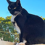 Oreo joined the competition — help win amazing prizes! cat, black_and_white, outdoor, sky, trees, wooden_ledge, pet, animal, feline, whiskers, ears, paws, nature, daylight, calm, curious, sitting, portrait, fur, closeup