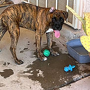 Berner Lozoya joined the competition — help win amazing prizes! dog, puppy, brindle, tongue_out, wet_floor, dog_toys, water_bowl, cactus, porch, concrete, pet, animal, playful, outdoor, young_dog, happy, brown, black_face, white_chest, fence