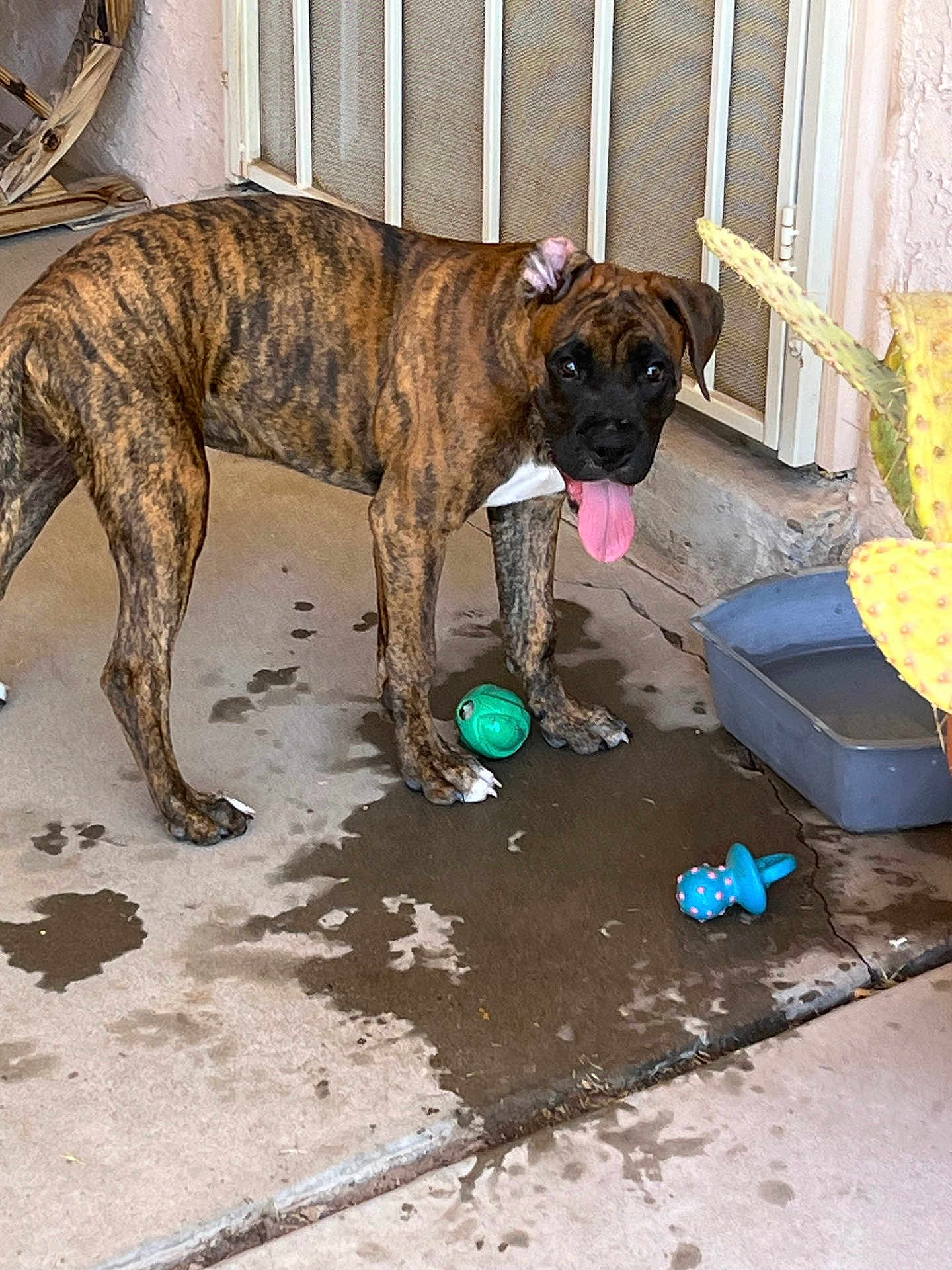 Berner Lozoya joined the competition — help win amazing prizes! dog, puppy, brindle, tongue_out, wet_floor, dog_toys, water_bowl, cactus, porch, concrete, pet, animal, playful, outdoor, young_dog, happy, brown, black_face, white_chest, fence