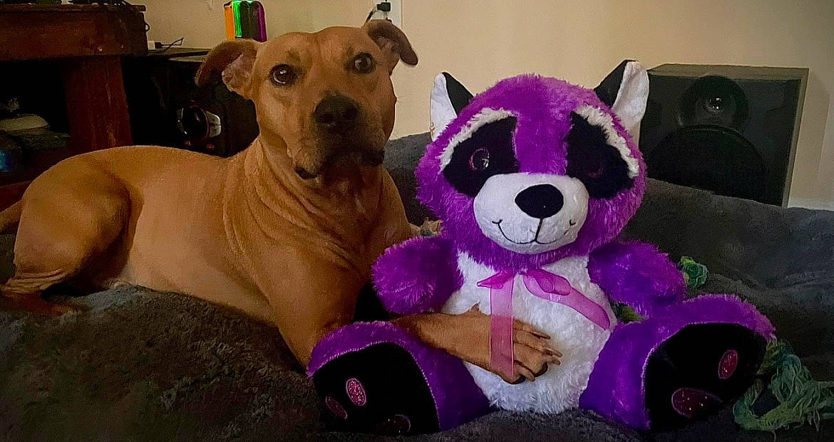 Fozzy joined the competition — help win amazing prizes! canidae, carnivore, collar, comfort, companion_dog, dog, dog_breed, dog_supply, fawn, fur, magenta, pet_supply, plush, purple, snout, stuffed_toy, sunglasses, teddy_bear, toy, working_animal