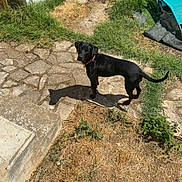 Naya a rejoint le concours — aidez-le/la à gagner de superbes lots ! animal, black_dog, blue_chair, chair, collar, daytime, dog, dry_grass, garden, grass, greenery, nature, outdoor, pet, shadows, stone_pathway, summer, sunlight, wall, yard