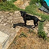 animal, black_dog, blue_chair, chair, collar, daytime, dog, dry_grass, garden, grass, greenery, nature, outdoor, pet, shadows, stone_pathway, summer, sunlight, wall, yard